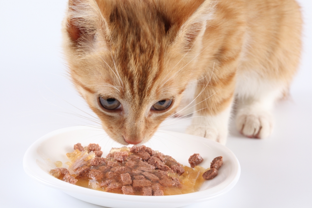 Katzenfutter - Mix (400 g)