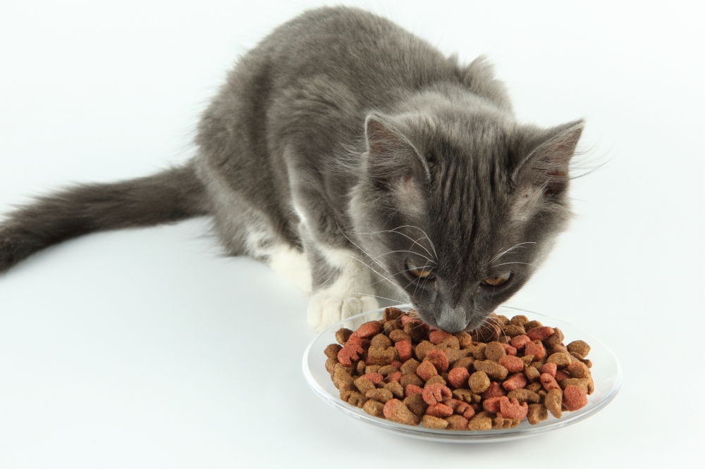 Katzenfutter - Bio (400 g)