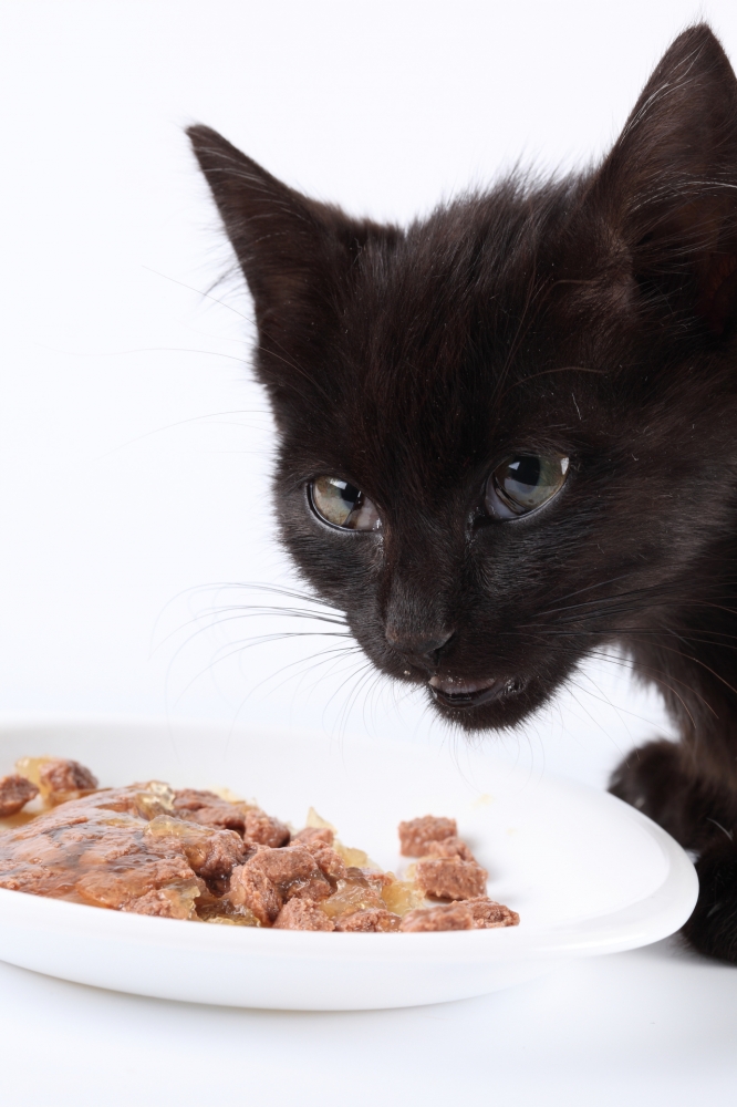 Katzenfutter - Meat Mix (420 g)