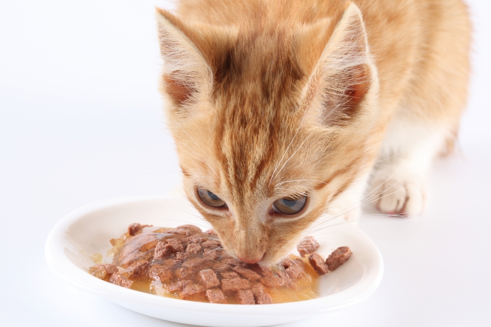 Katzenfutter - Mix (400 g)