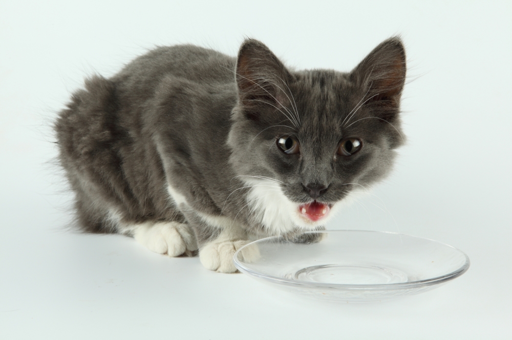 Katzenfutter - Bio (400 g)