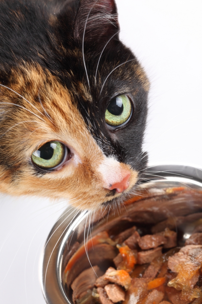 Katzenfutter - Meat Light (350 g)