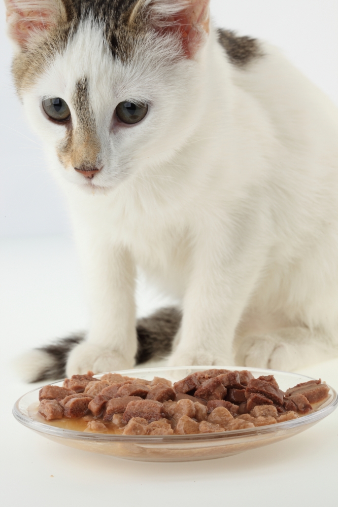 Katzenfutter - Meat (390 g)