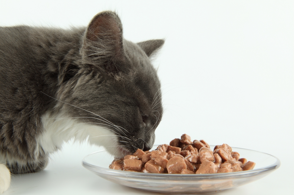 Katzenfutter - Bio (400 g)